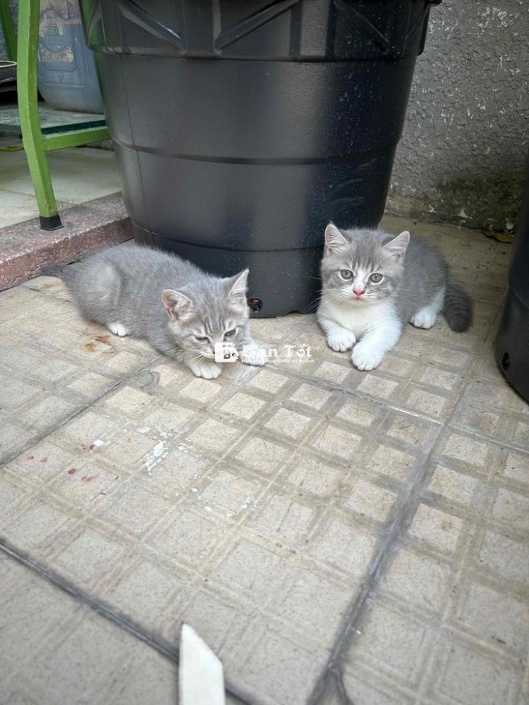 Cần Tìm Chủ Cho Một Cặp Mèo Con Dễ Thương  