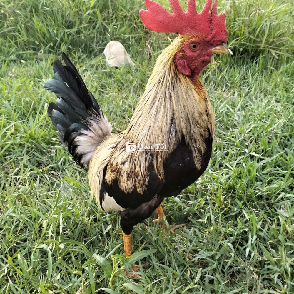 Ai có gà gl bù 100k gà thua cũng đc nhưng ko chạy