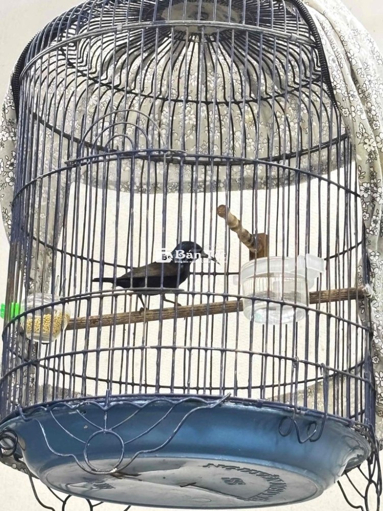 full bộ họng đen hót siêng