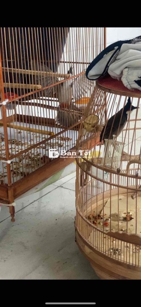 bổi 1 mùa , bông cánh
