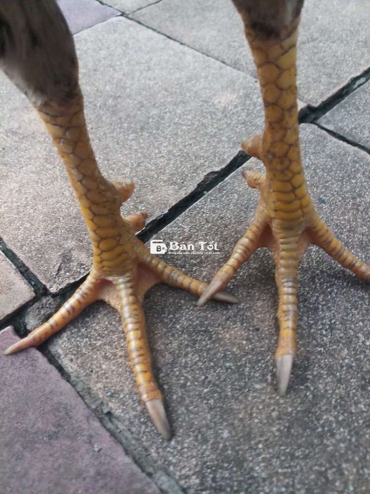 Cần ra đi gà khét  1k650