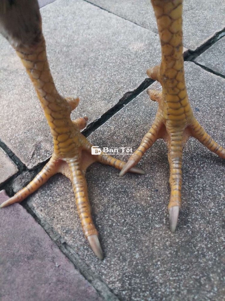 Cần ra đi gà khét  1k650