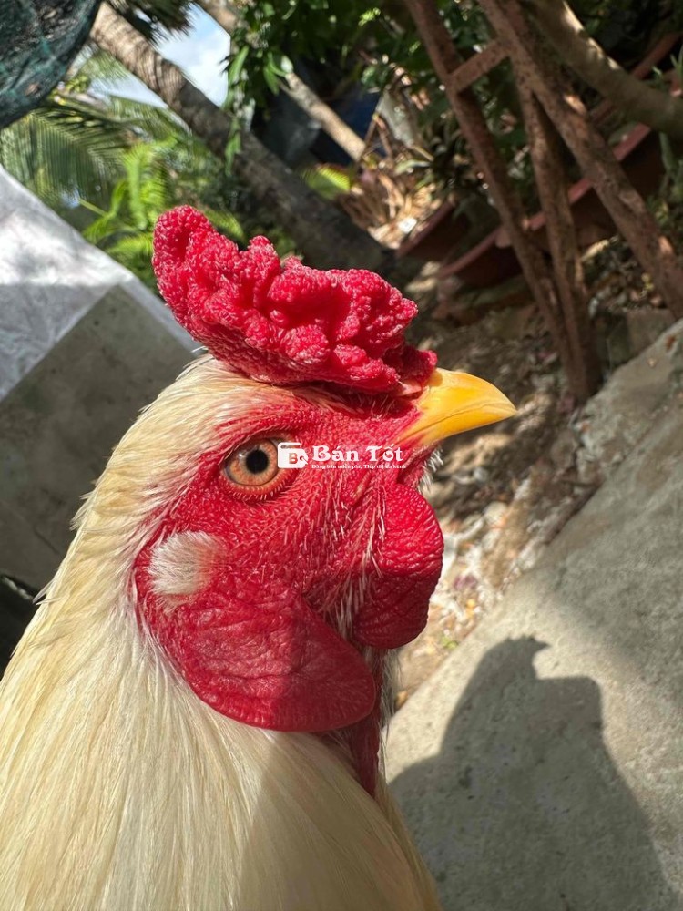 Gà đá 2kg9, khỏe mạnh, giá tốt!