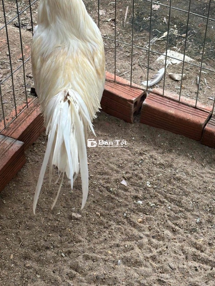 Gà đá 2kg9, khỏe mạnh, giá tốt!