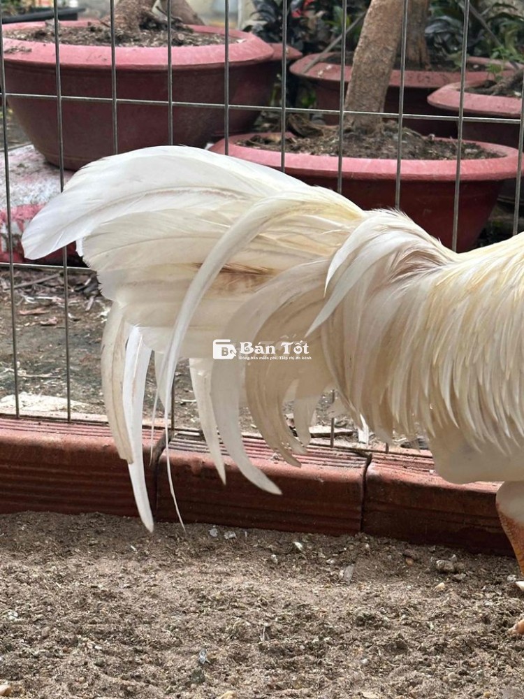 Gà đá 2kg9, khỏe mạnh, giá tốt!
