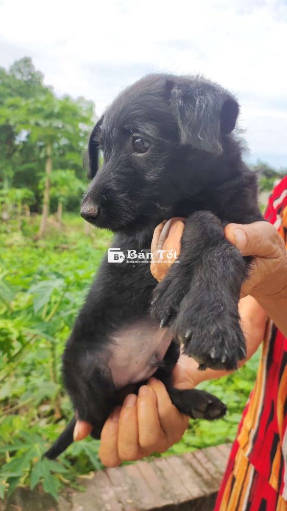 Chó Phốc lai Poodle đực 3 tháng tuổi, chó nhà đẻ  
