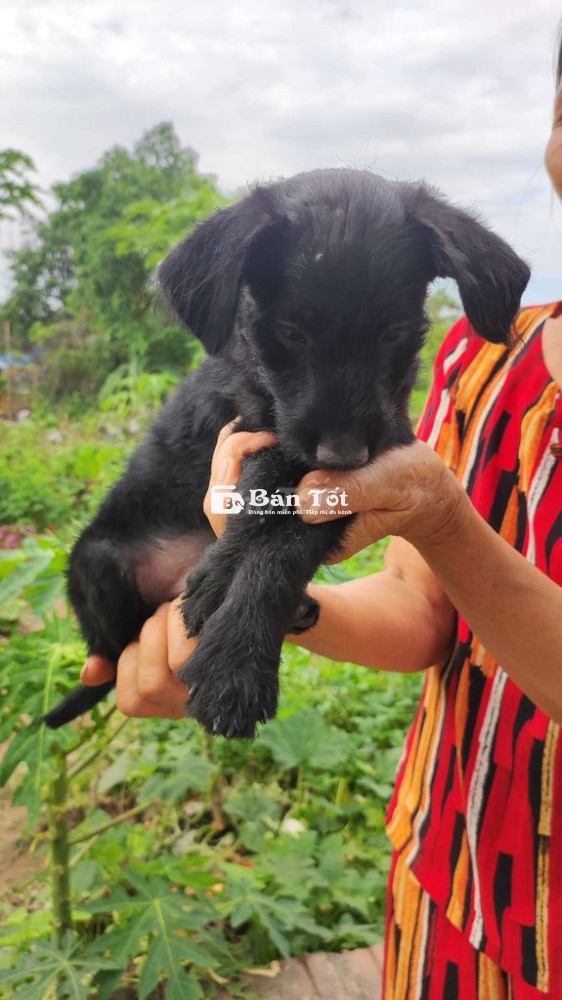 Chó Phốc lai Poodle đực 3 tháng tuổi, chó nhà đẻ  