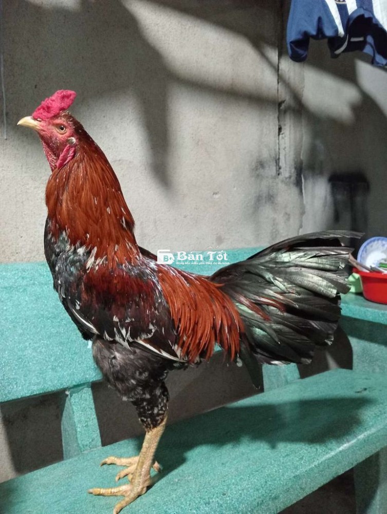 Que 3kg6 Trạng 3kg8 Gà Khô Lông Chia Ae Về Cản Mái Mùa Sau Chơi  