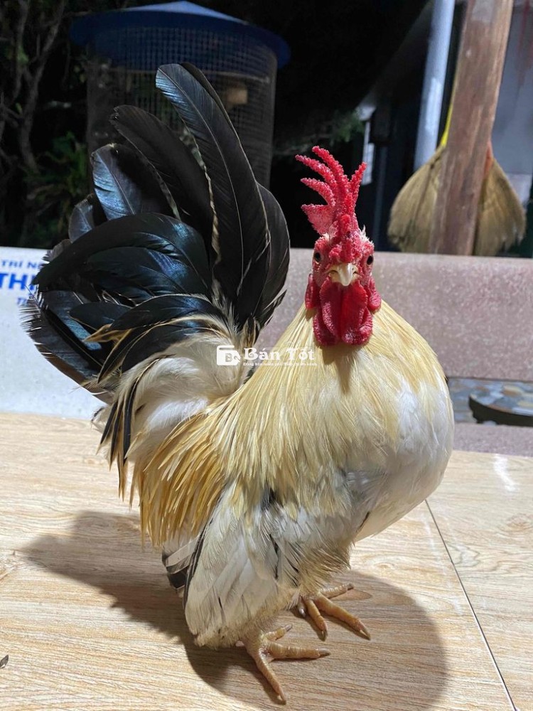 Gà Cảnh 5 Lạng - Gà Serama Dáng Thường, Mini, Sung Mãn  