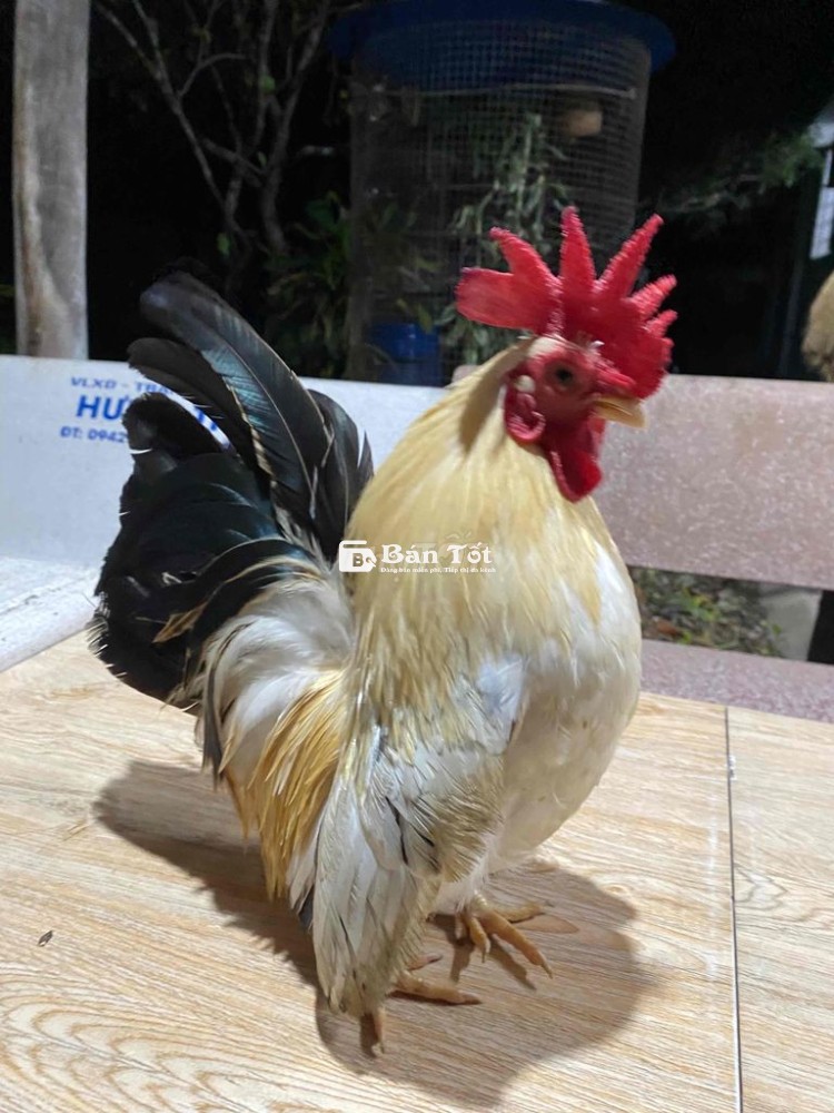 Gà Cảnh 5 Lạng - Gà Serama Dáng Thường, Mini, Sung Mãn  
