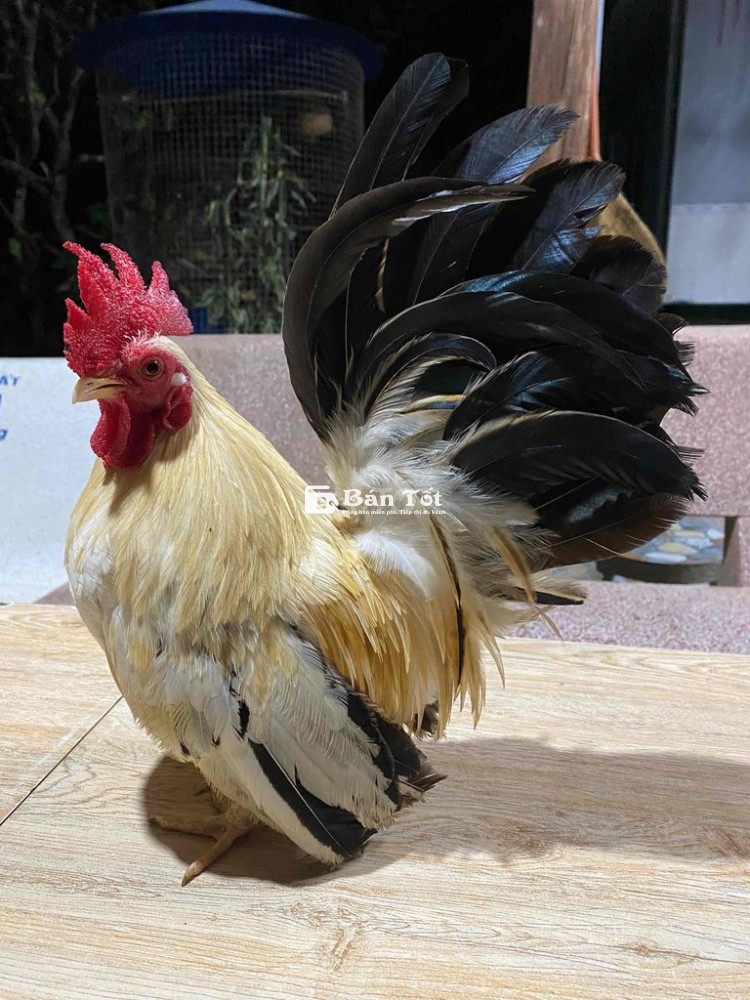 Gà Cảnh 5 Lạng - Gà Serama Dáng Thường, Mini, Sung Mãn  