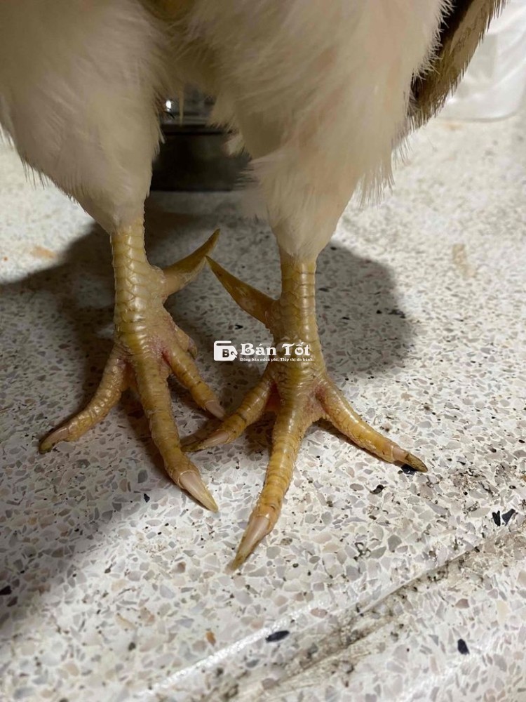 Gà Cảnh 5 Lạng - Gà Serama Dáng Thường, Mini, Sung Mãn  