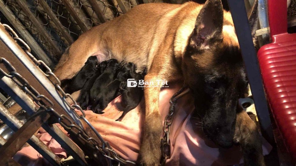 Chó Malinois DX 13 Ngày Tuổi Cần Tìm Chủ Mới  