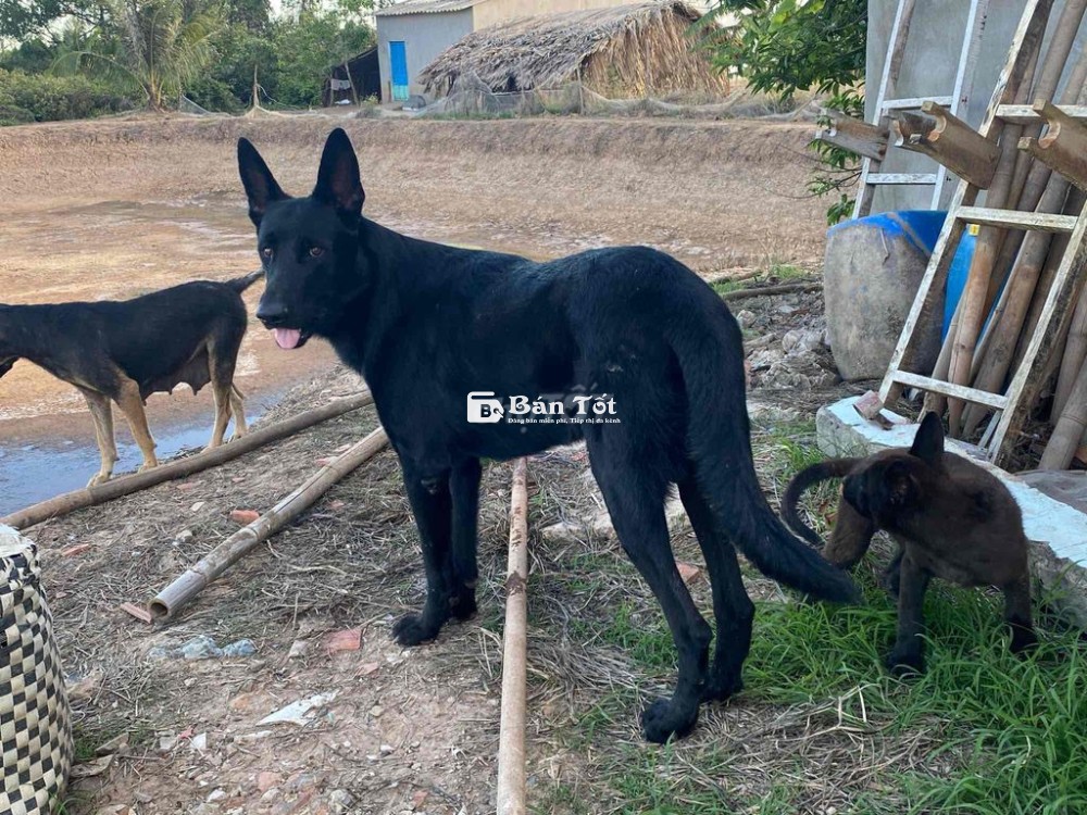 Chó Malinois DX 13 Ngày Tuổi Cần Tìm Chủ Mới  