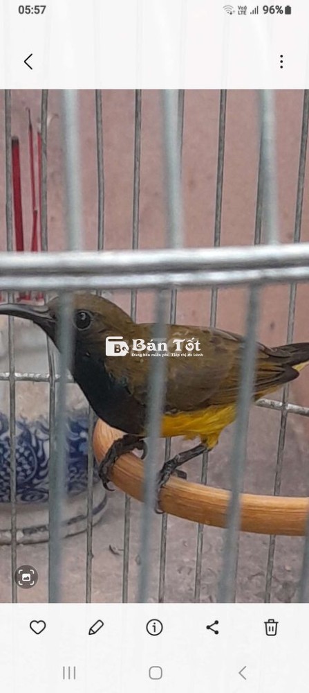 Chim hút mật 3 mùa