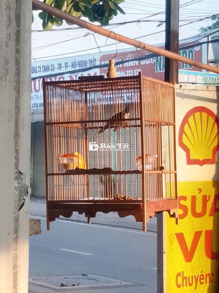 Chim Chào Mào To Con - Lông Đẹp, Giọng Hay - Dành Cho Anh Em Đam Mê  