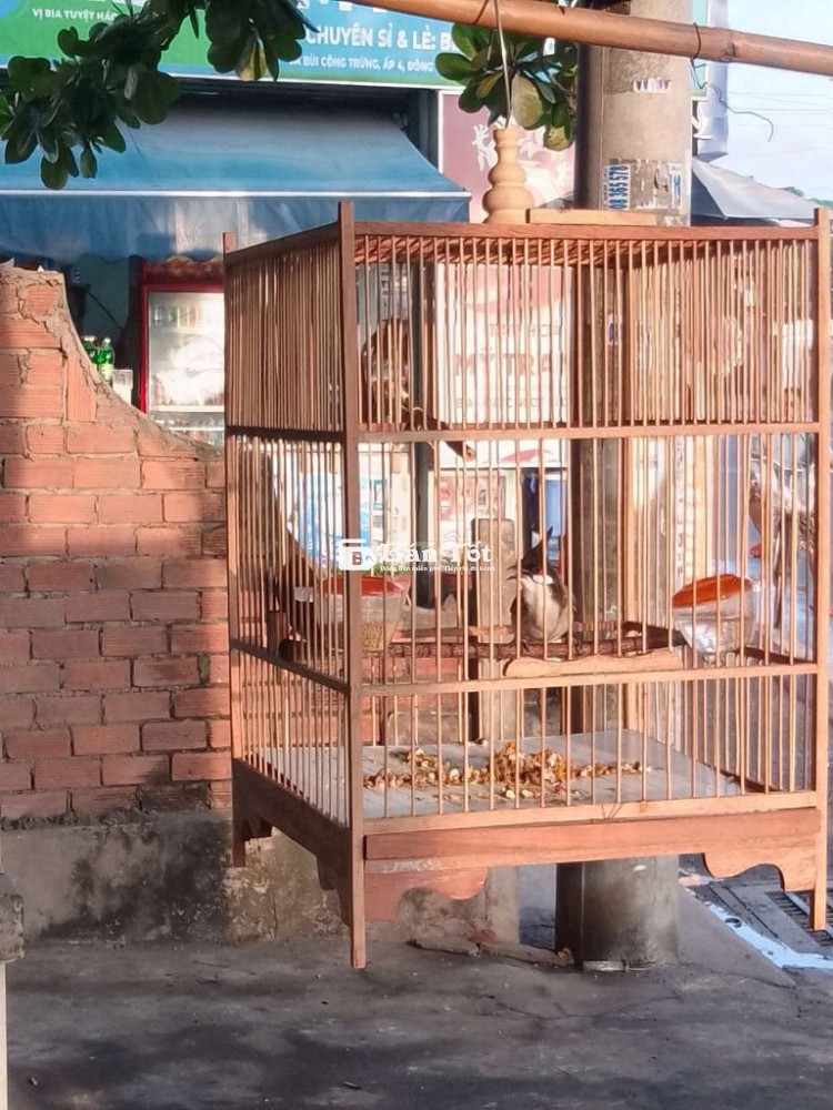 Chim Chào Mào To Con - Lông Đẹp, Giọng Hay - Dành Cho Anh Em Đam Mê  