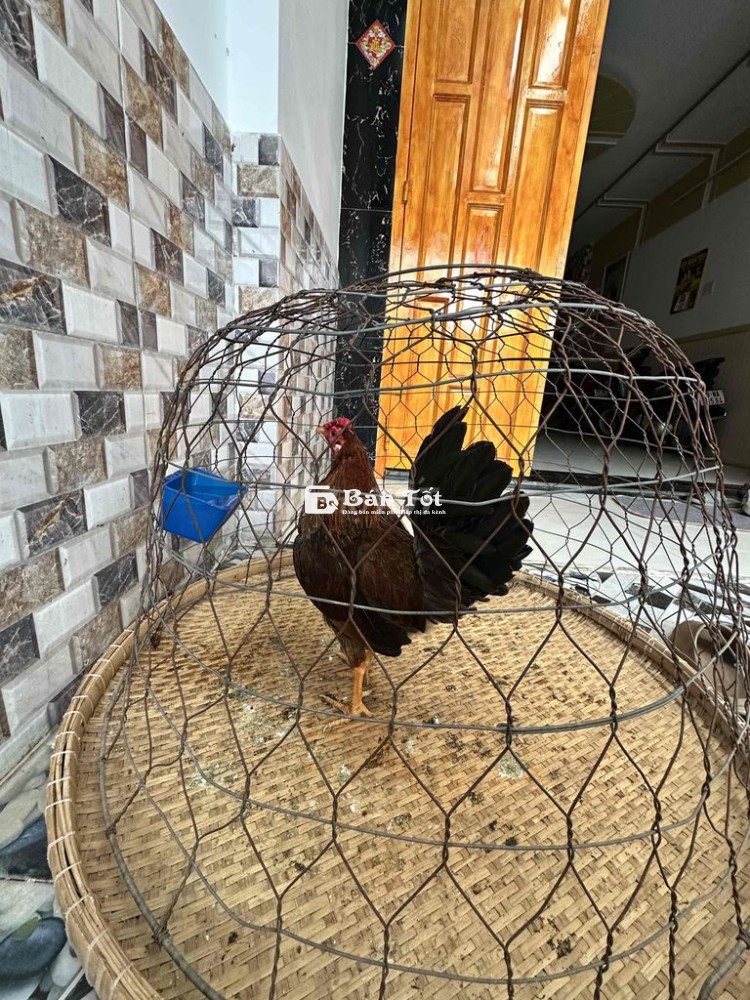 Gà tre tơ zin chưa qua cựa
