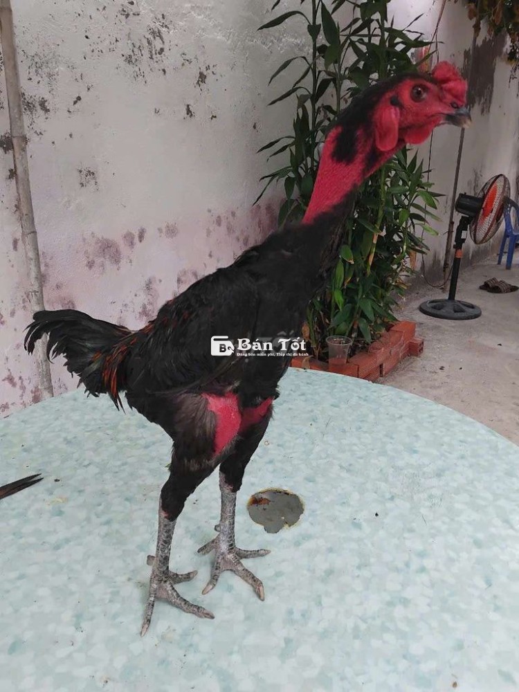 Gà Tơ Mới Vào 750k Mỗi Em  