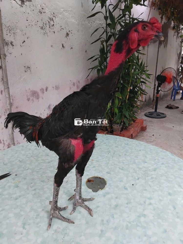 Gà Tơ Mới Vào 750k Mỗi Em  
