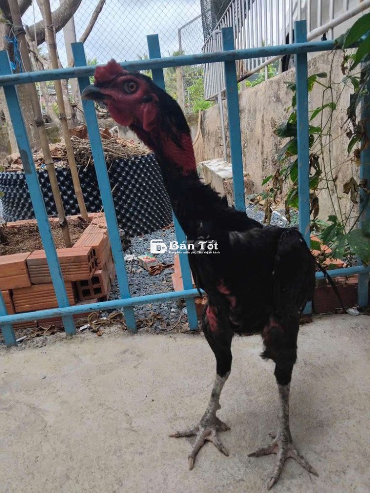 Gà Tơ Mới Vào 750k Mỗi Em  