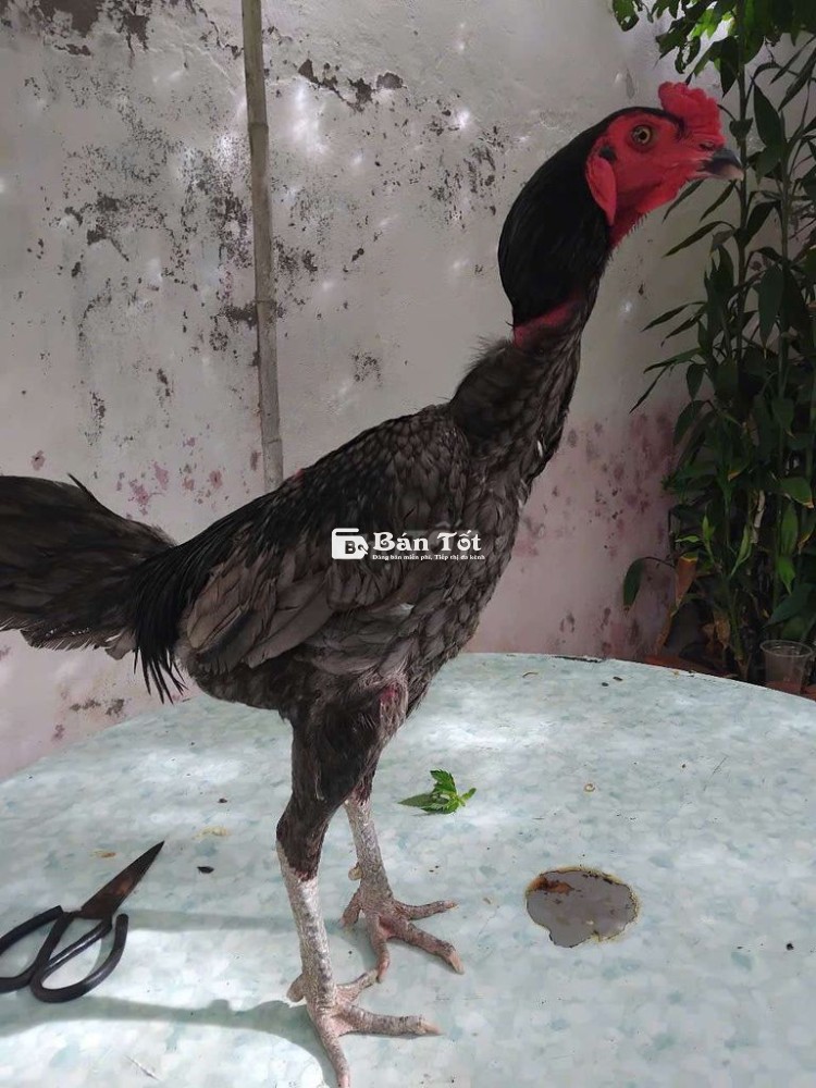 Gà Tơ Mới Vào 750k Mỗi Em  
