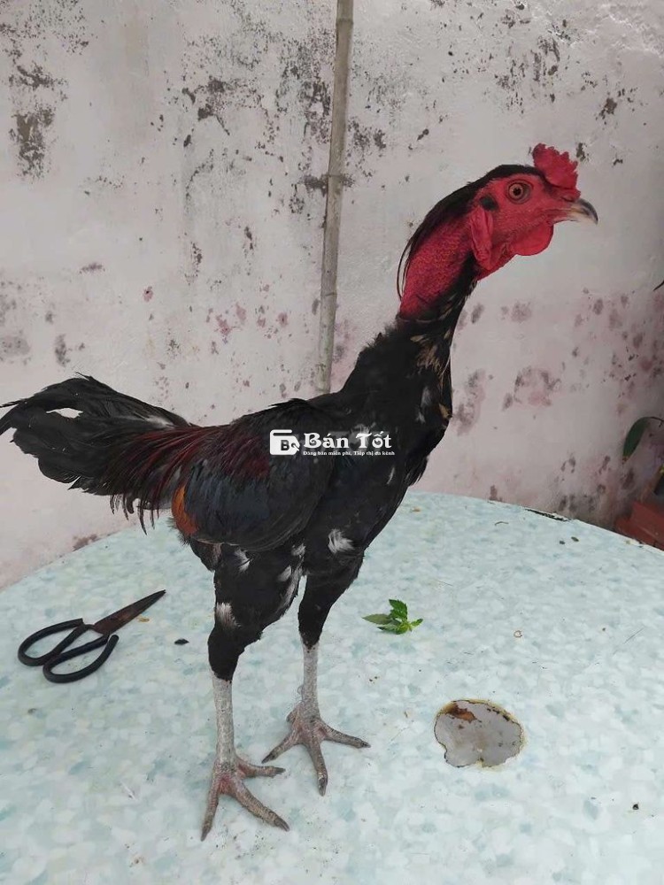Gà Tơ Mới Vào 750k Mỗi Em  