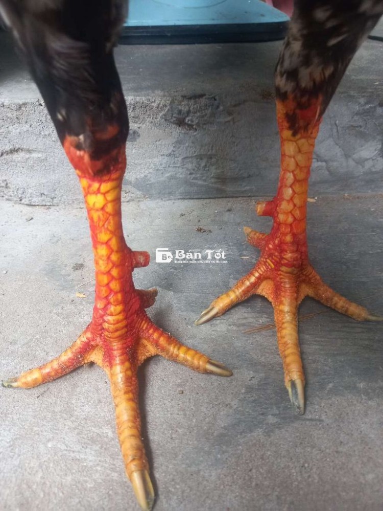 Gà Nòi Đá Liền - Tay Tốt 2k7, Zin 100%  