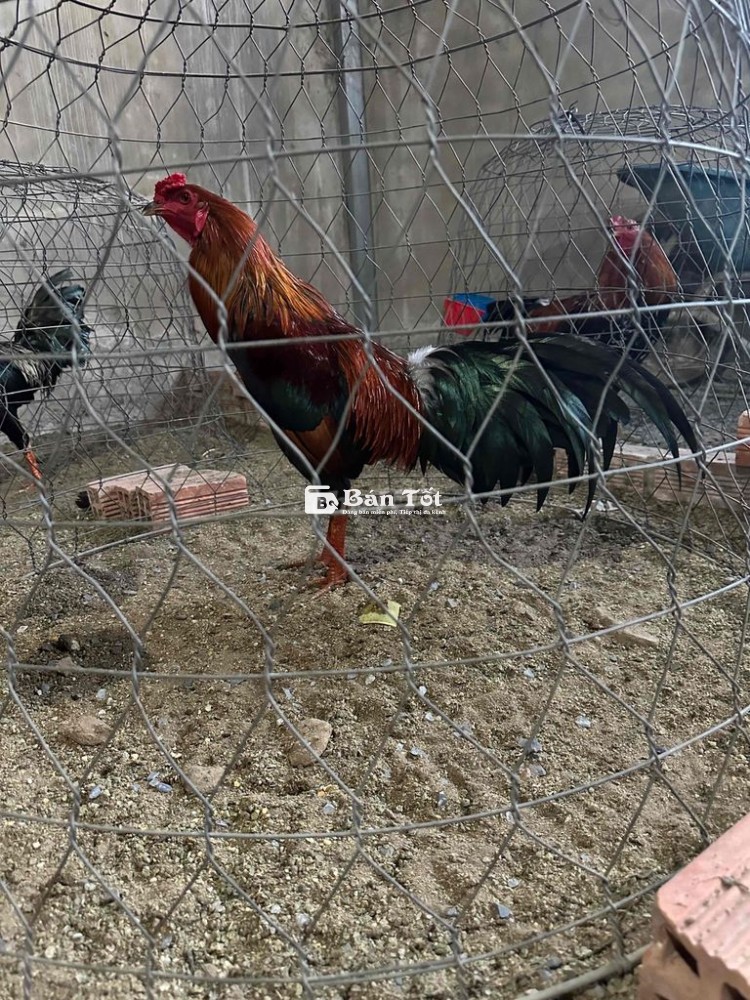 Xánh Láy 2k9 - Xánh Láy Tơ Rin 2k9 Mới Úp Bội Gà Lông Mới Tai Ấm  