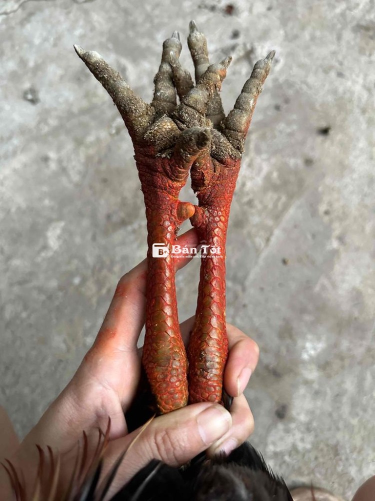 Xánh Láy 2k9 - Xánh Láy Tơ Rin 2k9 Mới Úp Bội Gà Lông Mới Tai Ấm  