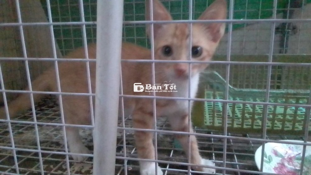 Cho bé  gái mèo mướp cam 50 ngày tuổi