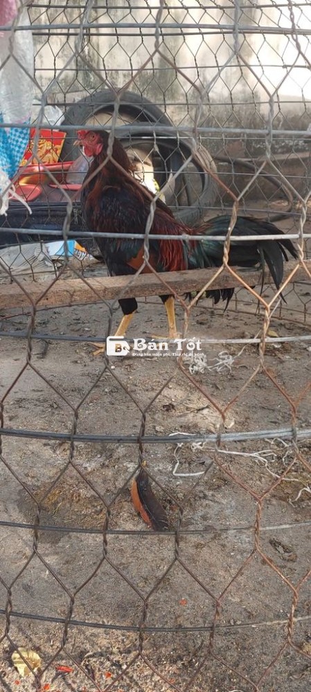 Gà Nòi Lai A21 - Cân Nặng 2kg2 - 2kg3 - Liên Hệ Cực Roi  