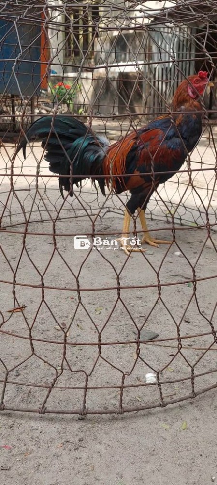 Gà Nòi Lai A21 - Cân Nặng 2kg2 - 2kg3 - Liên Hệ Cực Roi  