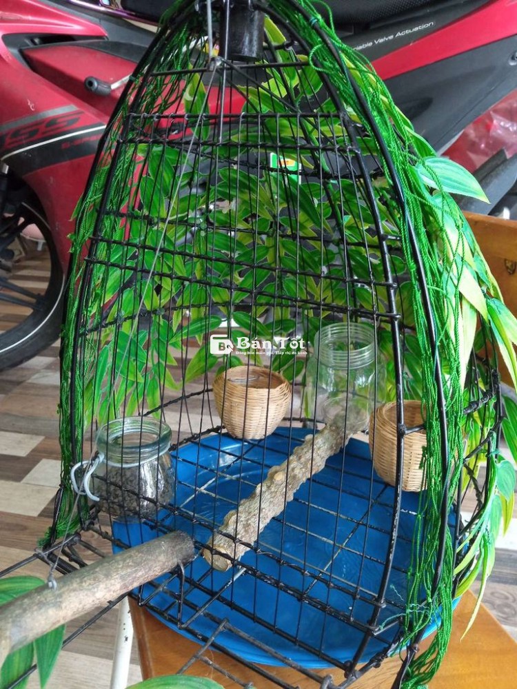 Lụp cu gáy mới 99%