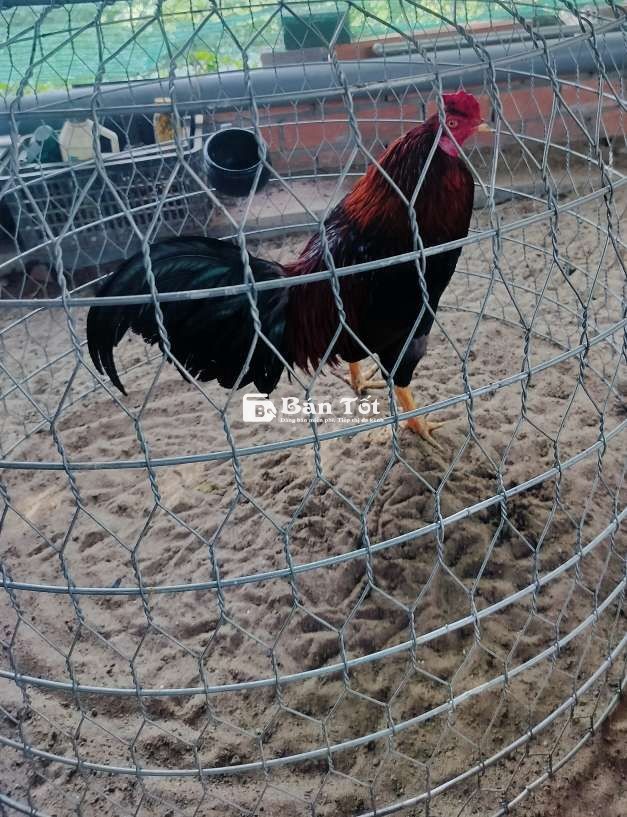 Cặp gà 3kg5 vs 2kg1