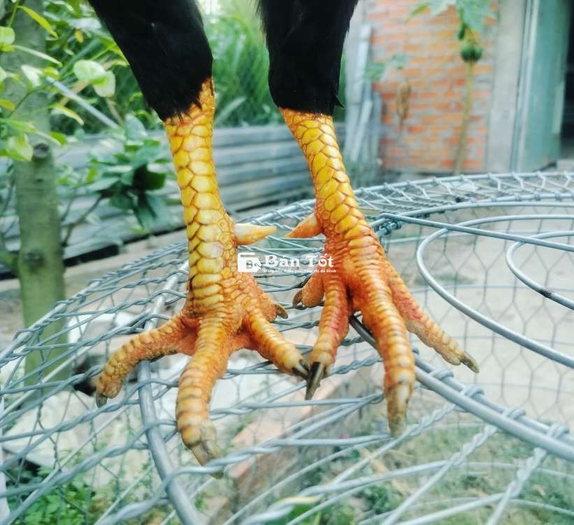 Cặp gà 3kg5 vs 2kg1
