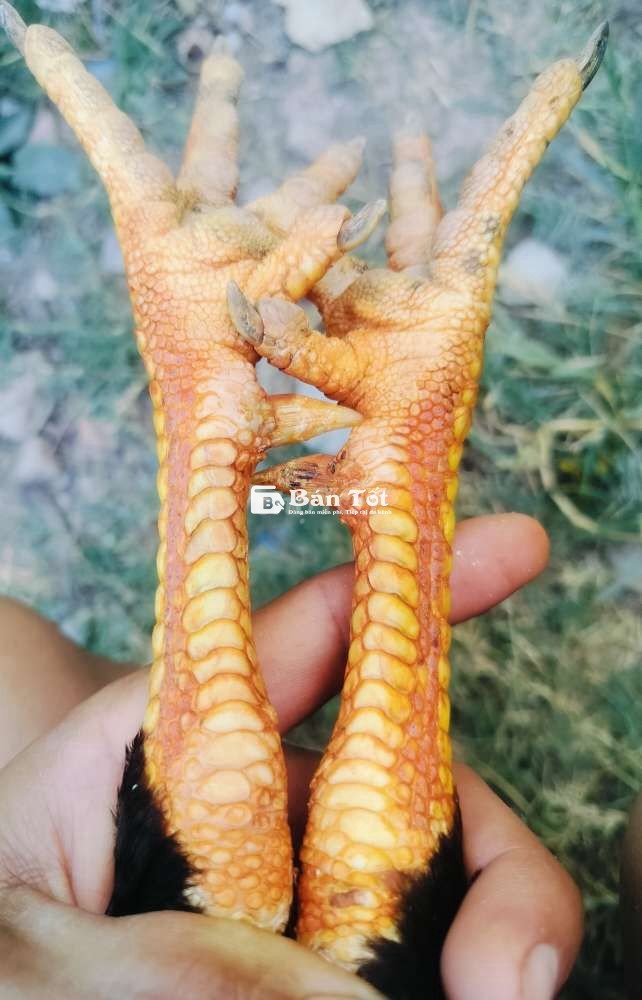 Cặp gà 3kg5 vs 2kg1