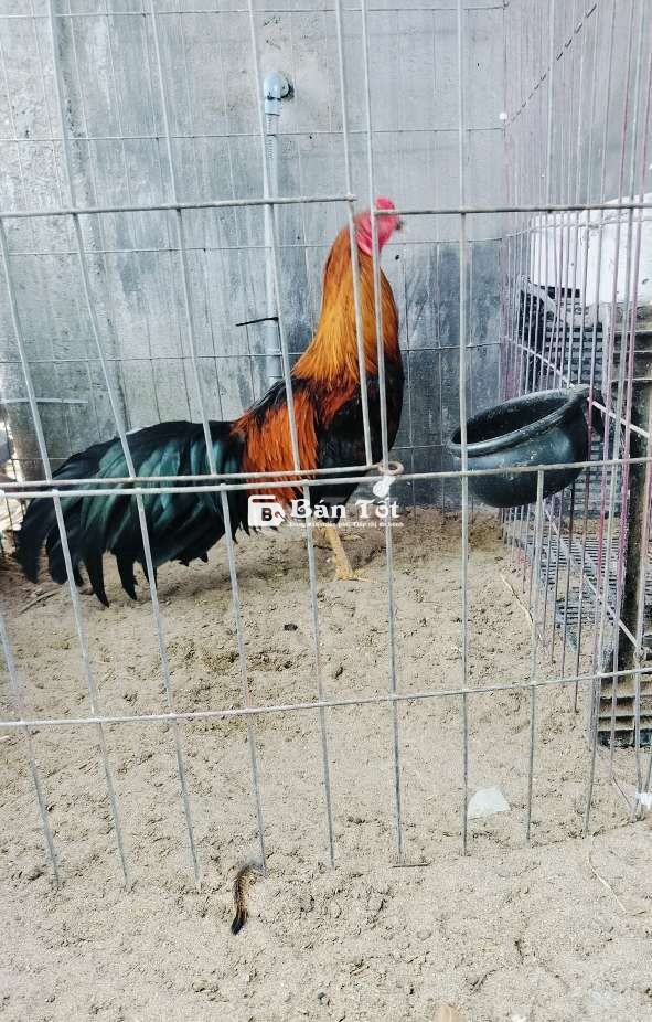 Cặp gà 3kg5 vs 2kg1