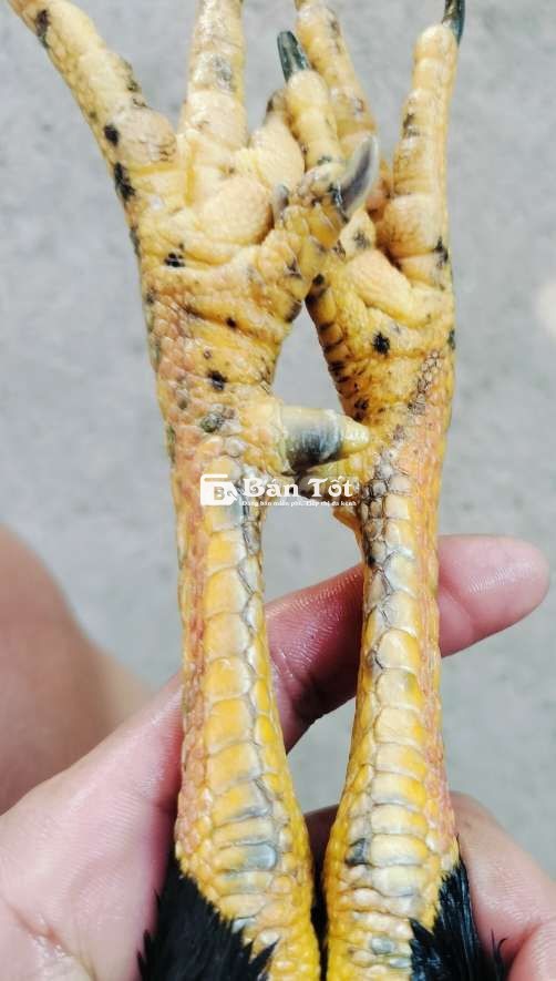 Cặp gà 3kg5 vs 2kg1