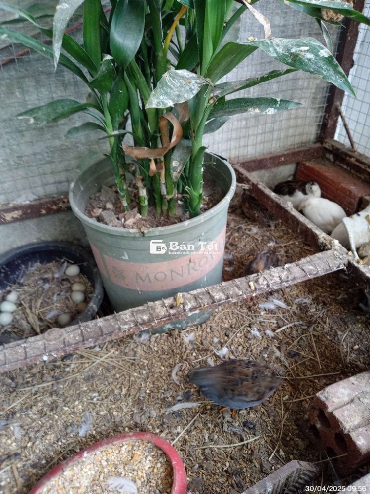 Bán đàn gà rutin