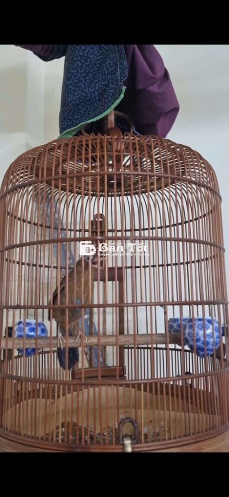 Mi thuần hót nhức đầu - Chim mùa 2 hót cả ngày thuần có gl khướu  