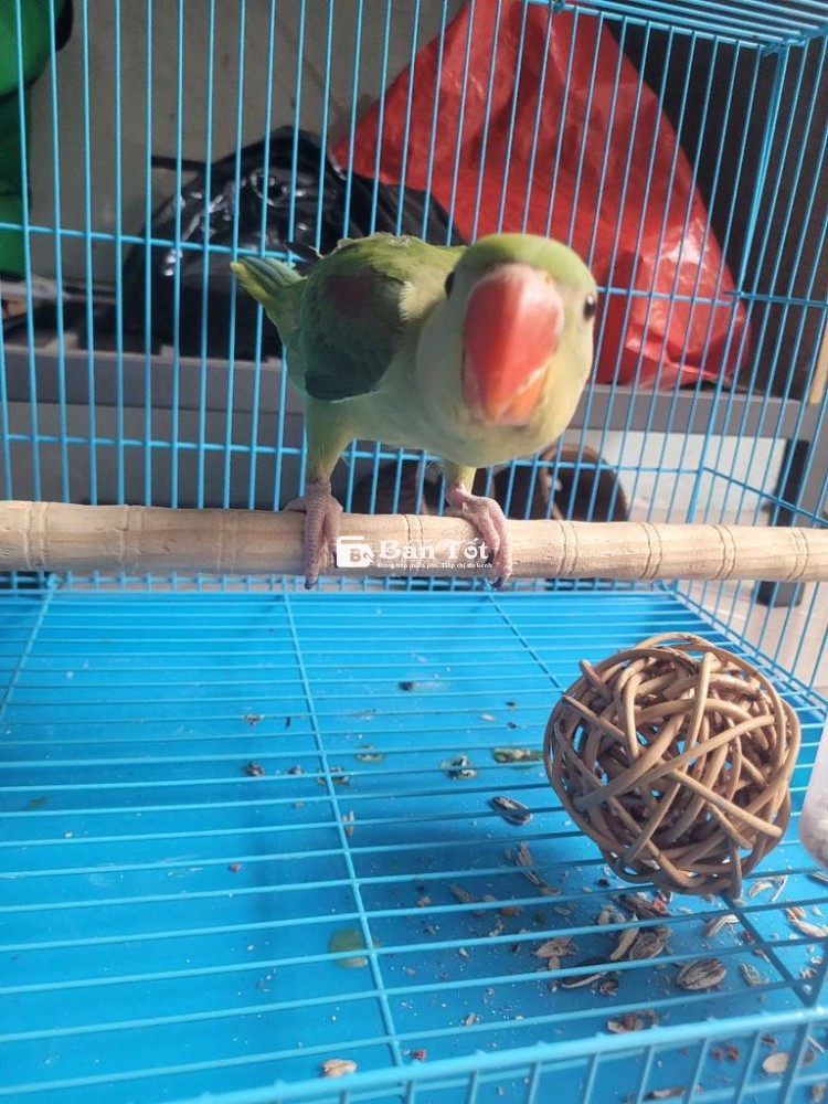 Chim to con,biết ăn hạt còn ăn bột