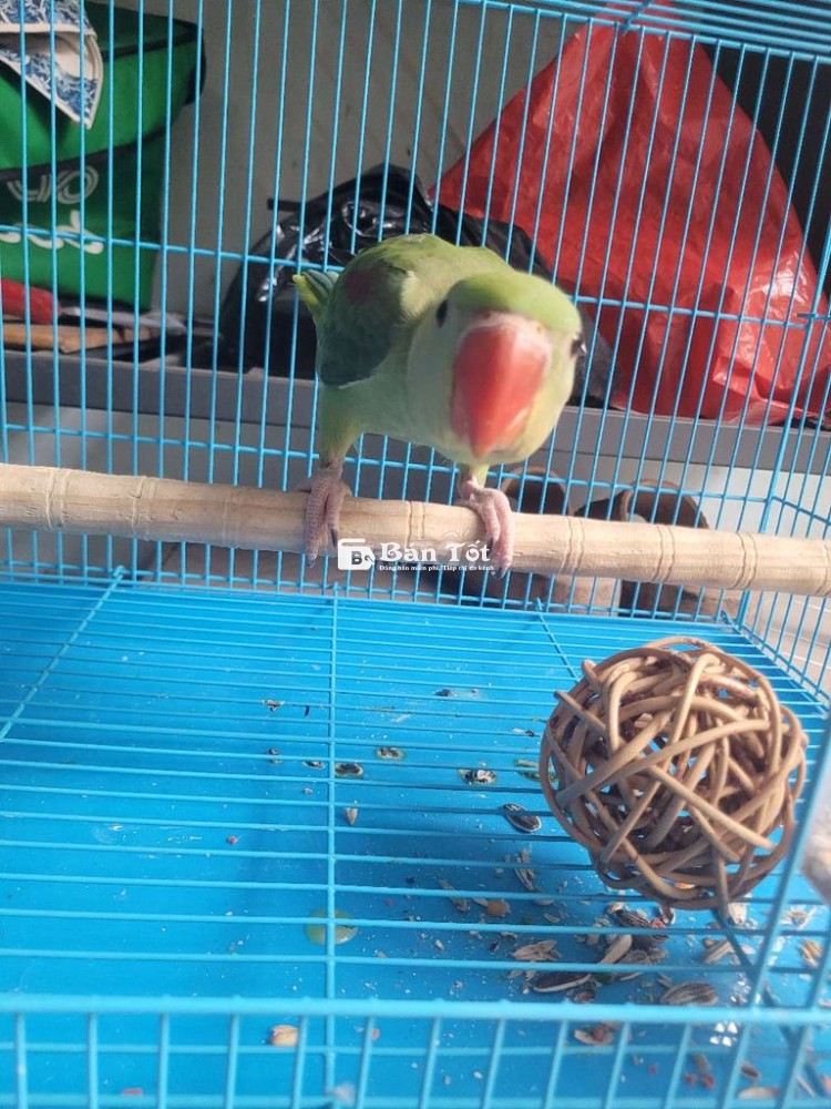 Chim to con,biết ăn hạt còn ăn bột