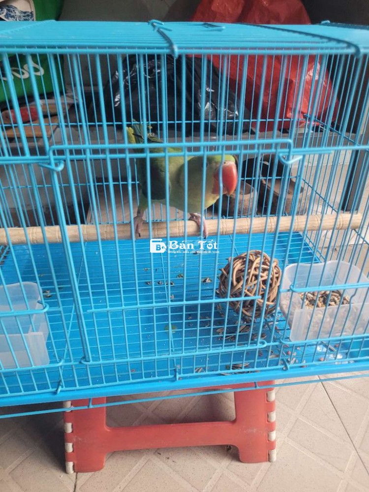 Chim to con,biết ăn hạt còn ăn bột