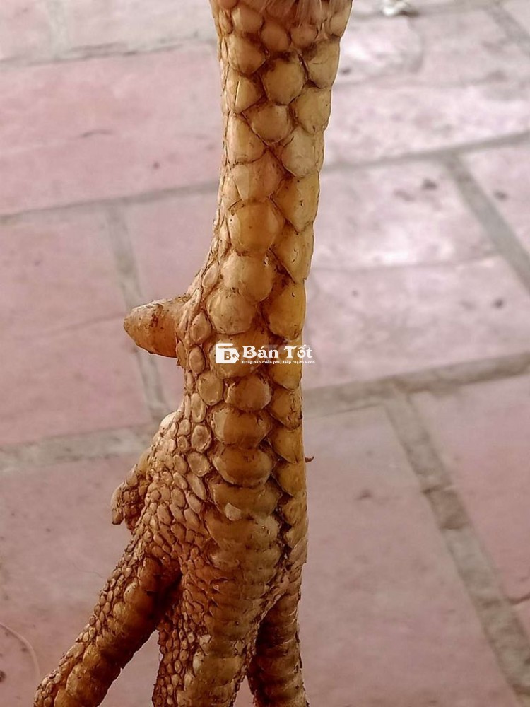 Gà Ua To Hiện 3kg - Gà Tơ Mới 7 Tháng - Liên Hệ Ngay!