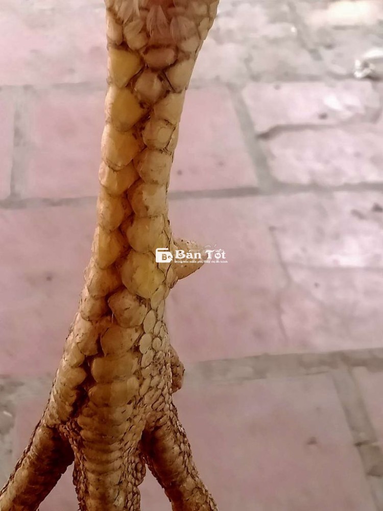 Gà Ua To Hiện 3kg - Gà Tơ Mới 7 Tháng - Liên Hệ Ngay!