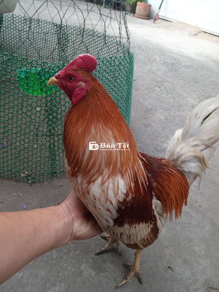 Chơi liền Mẻ đá cựa đá tốc độ 1,5kg khôn gà.