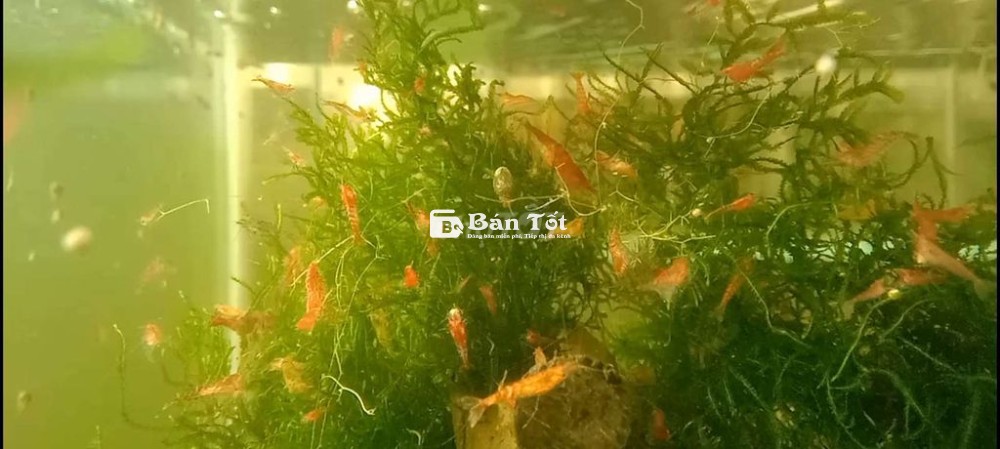 Tép cảnh loạn màu