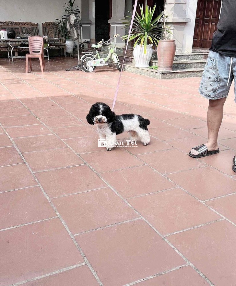 tìm nhà cho con