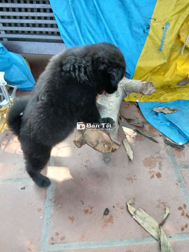 Nhà có chó đẻ
